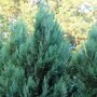 Chamaecyparis lawsoniana 'White Spot'
